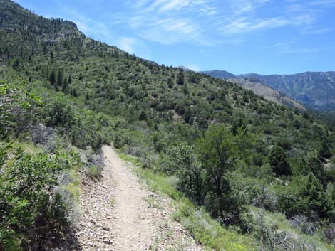 Escarpment Trail