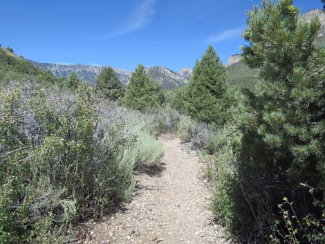 Escarpment Trail