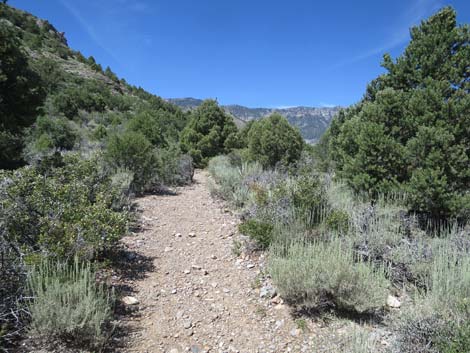 Escarpment Trail