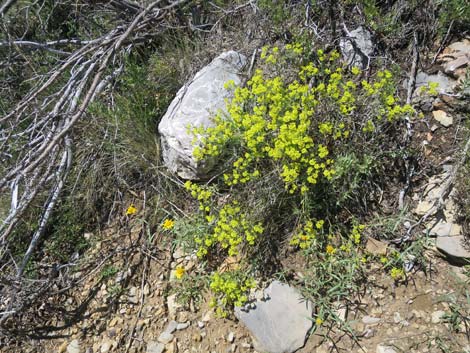 Escarpment Trail