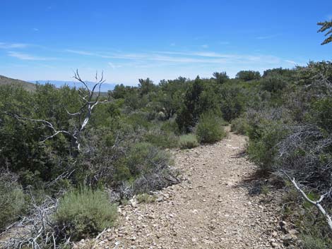 Escarpment Trail