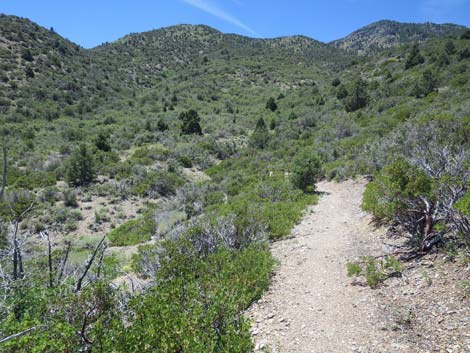 Escarpment Trail