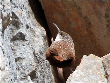 canyon wren