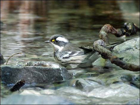 Black-throated Gray Warbler (Setophaga nigrescens)