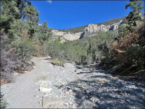 Birding Fletcher Canyon