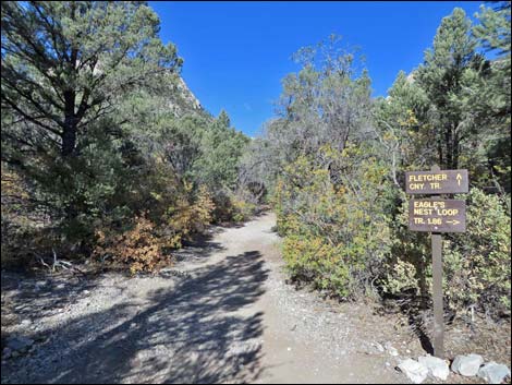 Fletcher Canyon Trail