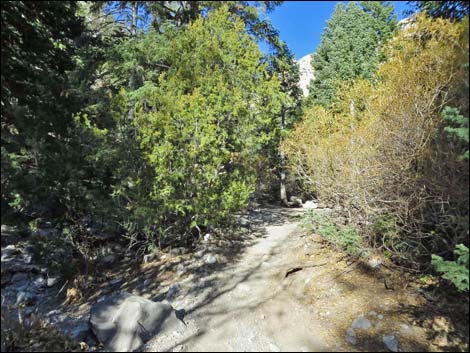 Fletcher Canyon Trail