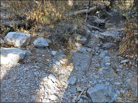 Fletcher Canyon Trail