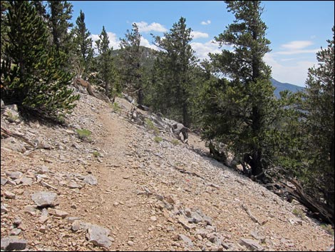 Fletcher Peak Trail