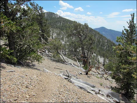 Fletcher Peak Trail