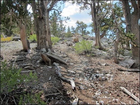 Fletcher Peak Trail