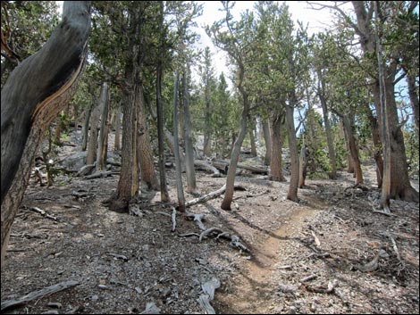 Fletcher Peak Trail