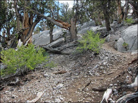 Fletcher Peak Trail