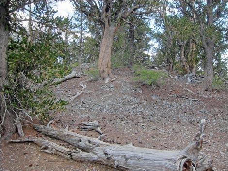 Fletcher Peak Trail