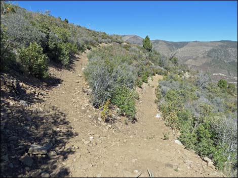 Griffith Shadow South Trail