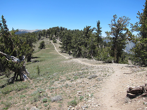 Griffith Peak Trail