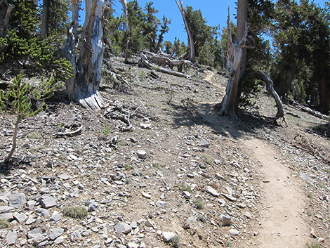 Griffith Peak Trail