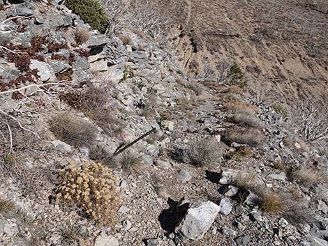 Harris Saddle Trail