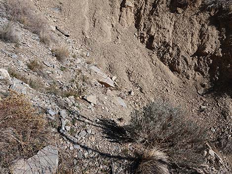 Harris Saddle Trail