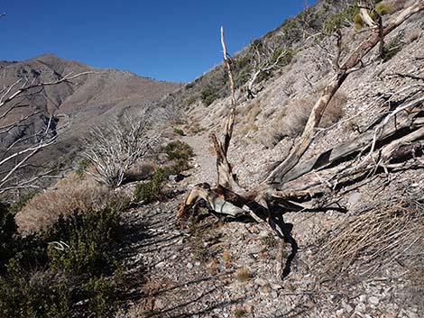 Harris Saddle Trail