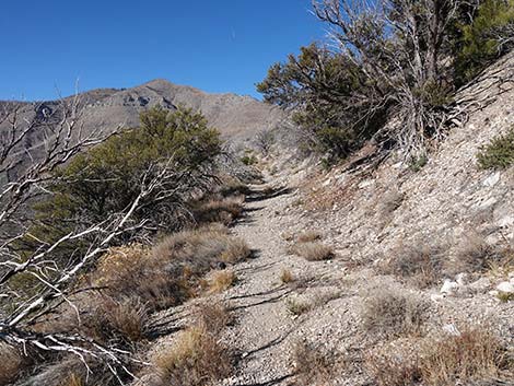 Harris Saddle Trail