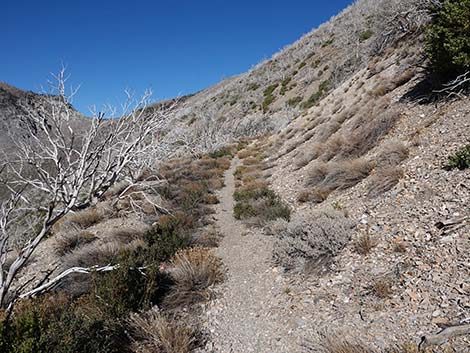 Harris Saddle Trail