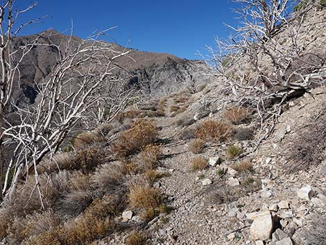 Harris Saddle Trail