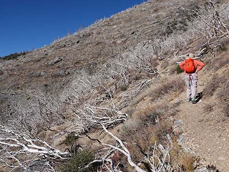 Harris Saddle Trail