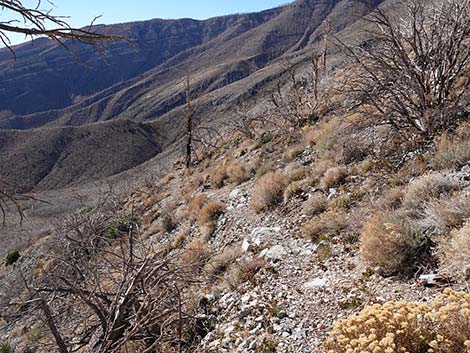 Harris Saddle Trail