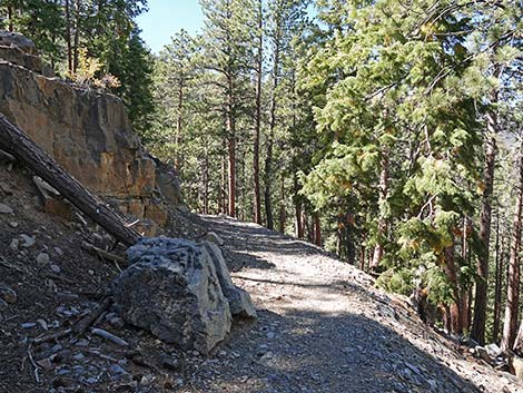 Cathedral Rock Trail