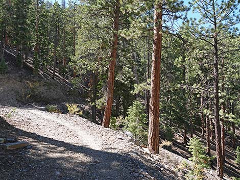 Cathedral Rock Trail