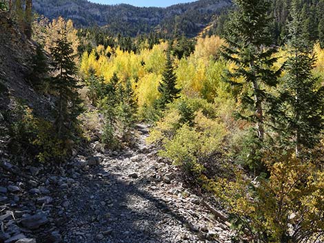 Cathedral Rock Trail