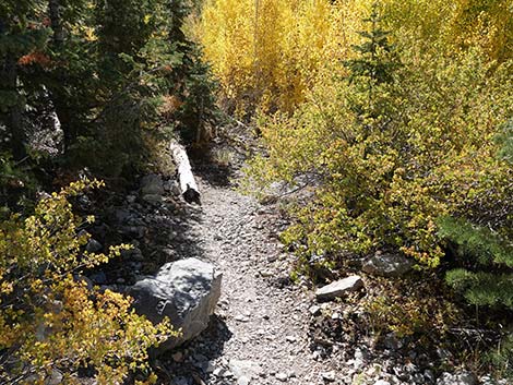 Cathedral Rock Trail