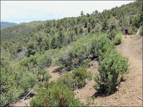 Lovell Canyon Trail