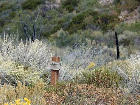 Lovell Canyon Trail