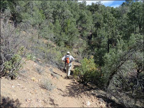 Lovell Canyon Trail