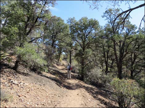 Lovell Canyon Trail