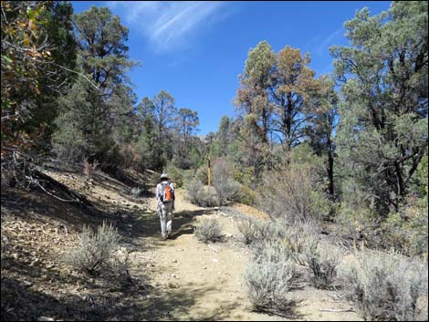 Lovell Canyon Trail