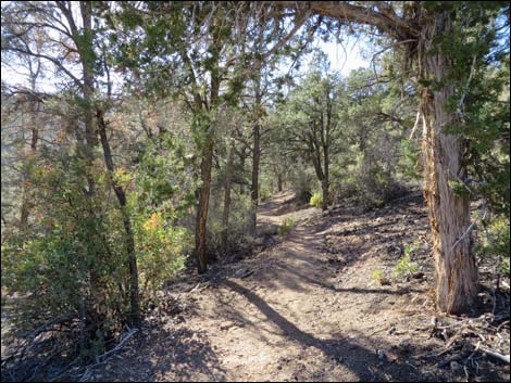 Lovell Canyon Trail