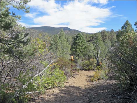 Lovell Canyon Trail