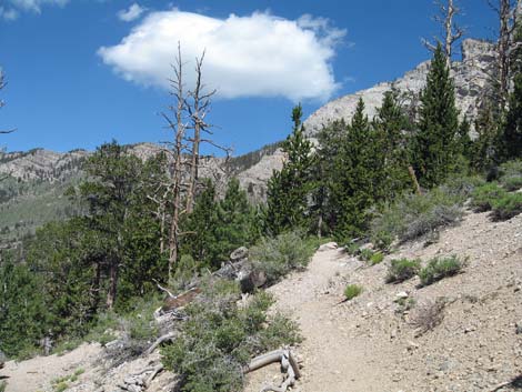 North Loop Trail