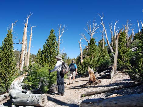 North Loop Trail -- North Ridge