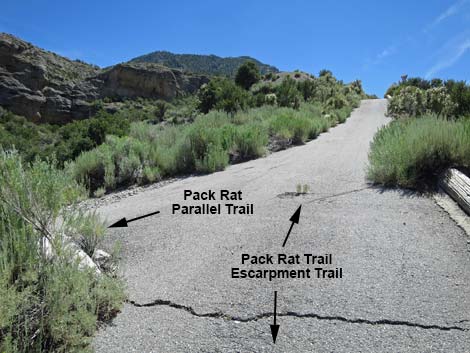 Pack Rat Trail