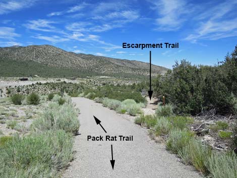 Pack Rat Trail