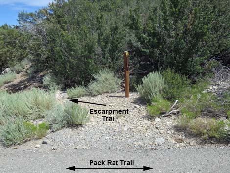 Pack Rat Trail