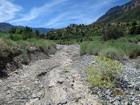 Escarpment Trail