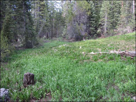 Mack's Canyon Road