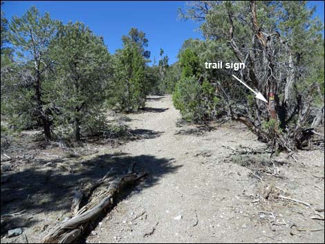 Big Sawmill Loop Trail