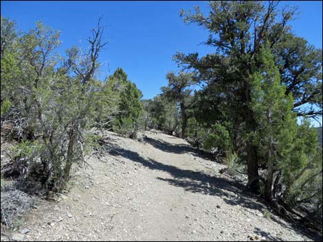 Big Sawmill Loop Trail