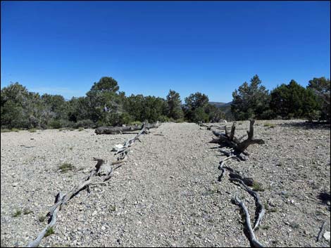 Big Sawmill Loop Trail